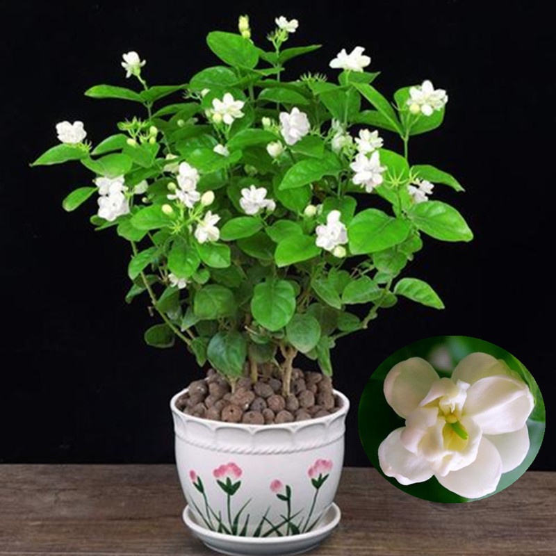 50 Pcs Sementes De Flor De Jasmim Branco Perfumado Planta Jasmim Árabe  Bonsai Sementes Decoração Do Jardim | Shopee Brasil
