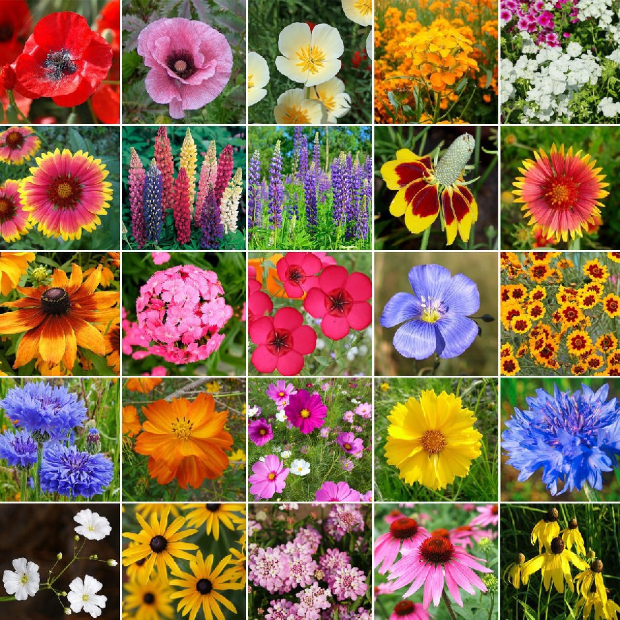 sementes das mais lindas e cheirosas flores escolha a sua grande variedade  para vaso ou horta | Shopee Brasil