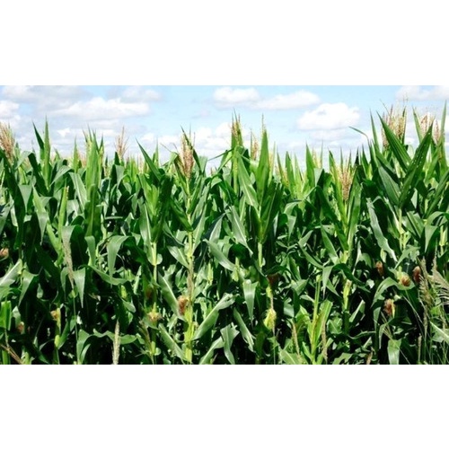 Sementes  Milho Para  Planta 15kg  Agranel