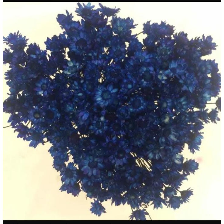 1000 flores sempre vivas naturais cor azul escuro EXTRAS NA PROMOÇAO |  Shopee Brasil