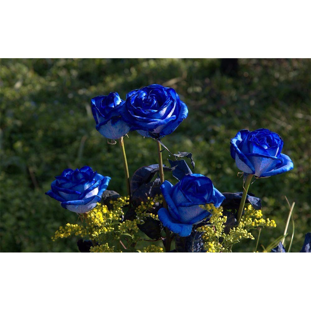 300 sementes de rosa azul | Shopee Brasil