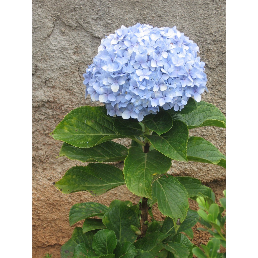 100 Sementes De Hortensia Azul | Shopee Brasil