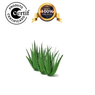 Óleo de Aloe Vera 500ml Prensado a Frio com laudo Original