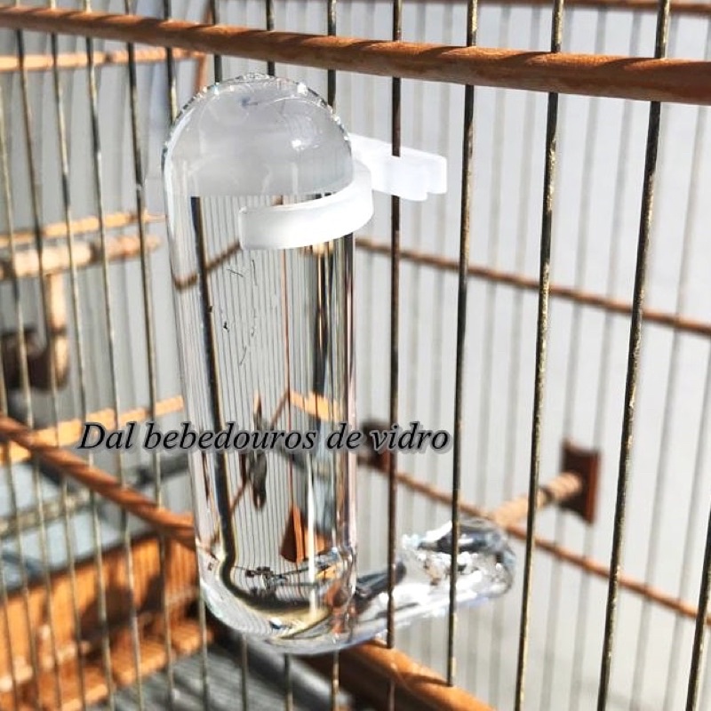Bebedouros de Vidro para Passaros: Onde Comprar | BuscaProdutos