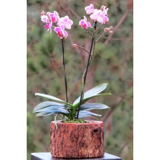 Vaso de madeira para orquídea | Shopee Brasil