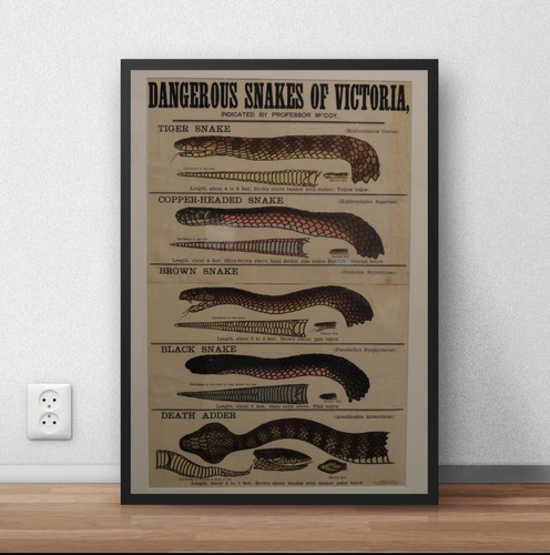 Quadro / Poster Emoldurado Decorativo Cobras Reptil  P473