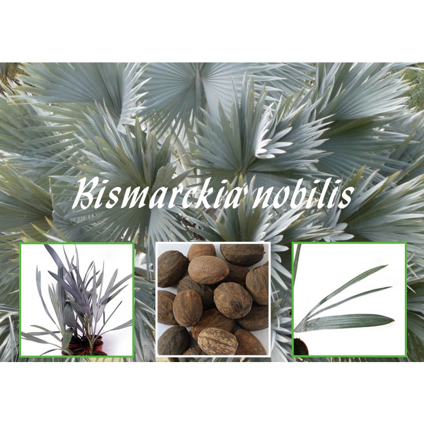 6 Sementes Palmeira Azul Bismarckia Nobilis Para Mudas + Brinde