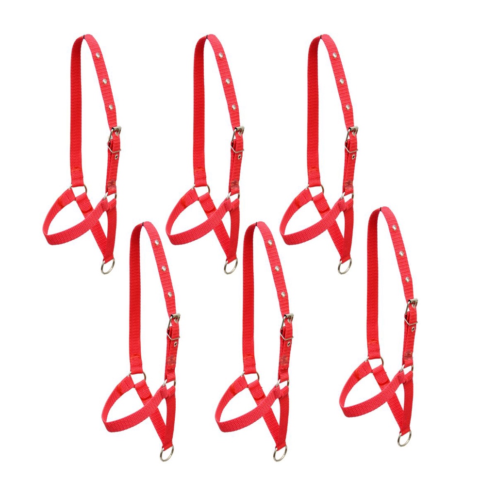 KIT 6 Cabresto de Bezerro Boi Vaca Gado Vermelho RESISTENTE ENVIO RÁPIDO em Oferta na Shopee