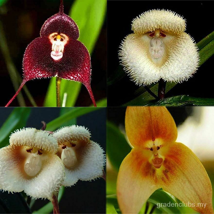 50 Pcs Cara Do Macaco Orquídeas Sementes De Flores Raras 3 Tipo Engraçado  Início Jardim Perene 4cs7 | Shopee Brasil
