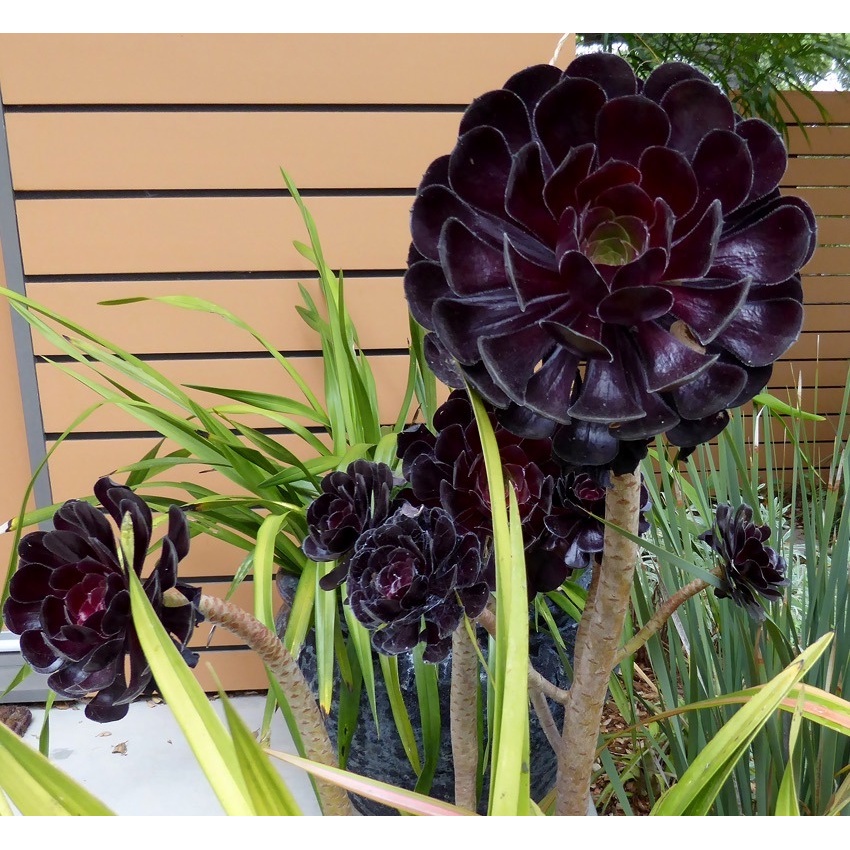 650 Sementes Suculenta Aeonium Arboreum Echeveria Cacto P/ Sementes