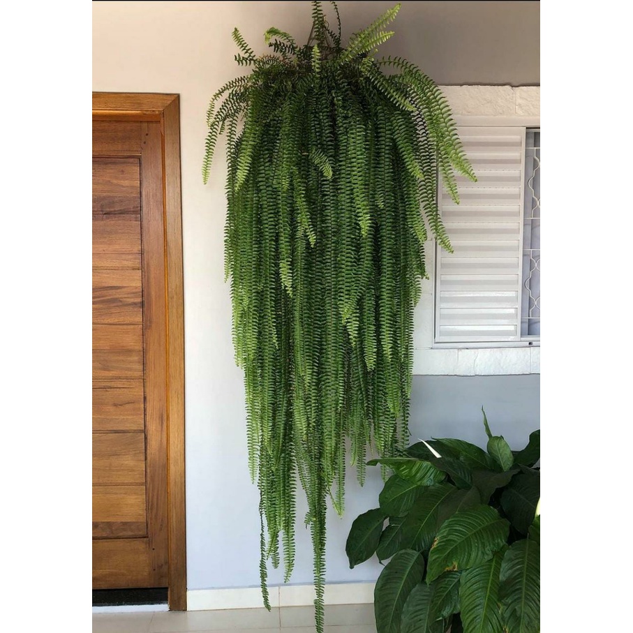 3 Plantas Samambaia Paulista - Nephrolepis Pectinata - Escadinha Do Céu -  Samambaia De Metro | Shopee Brasil