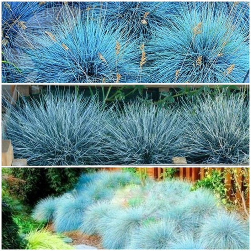 1500 SEMENTES DE GRAMA AZUL E VERM+SEMENTEIRA+SUBSTRATO+BRINDE