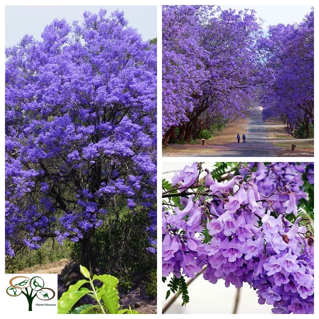 Sementes De Jacaranda Azul Mimoso Jacaranda Mimosifolia P Mudas Shopee Brasil