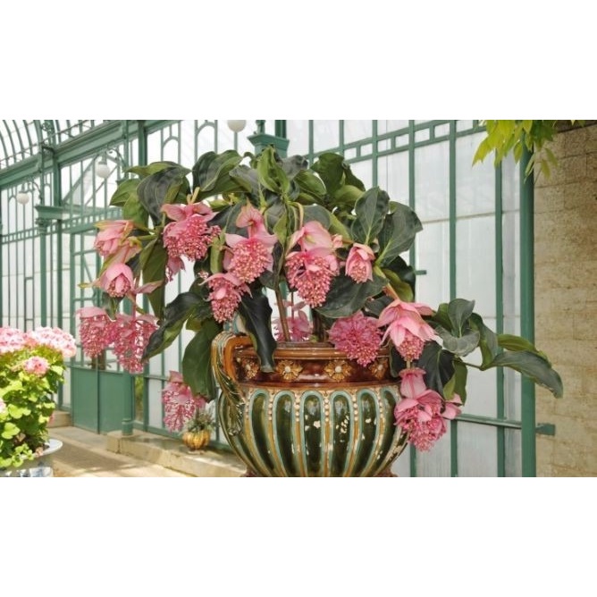 Medinilla Magnífica - Uva Rosa +  Registrado  !!!