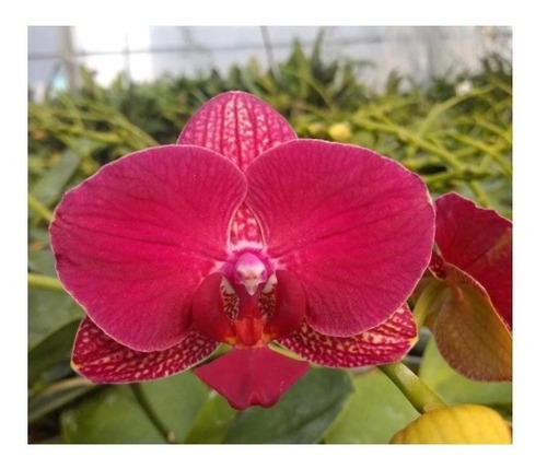 Orquídea Phalaenopsis Vermelha Pre Adulta | Shopee Brasil