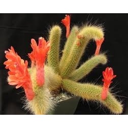 10 Sementes Cactos Rabo De Macaco Cactus Cleistocactus Rosa