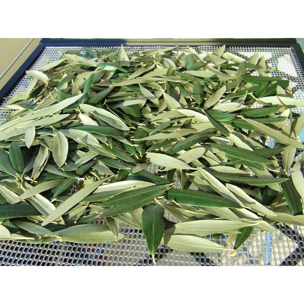 Folha de Oliveira 500g - Safra Nova em Oferta na Shopee