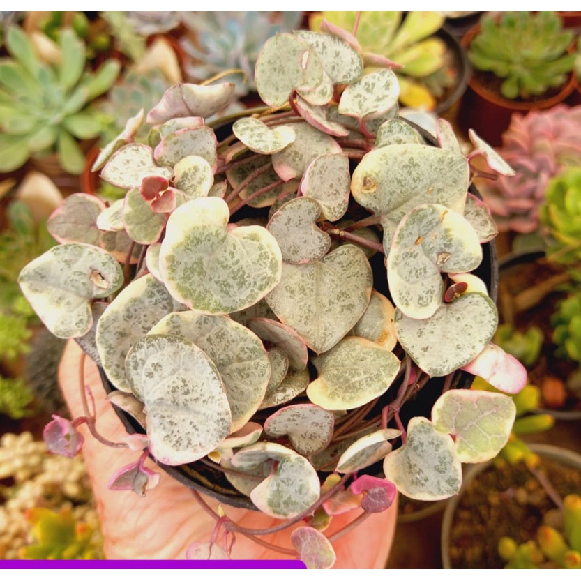 Coração Emaranhado Variegata: Onde Comprar | BuscaProdutos