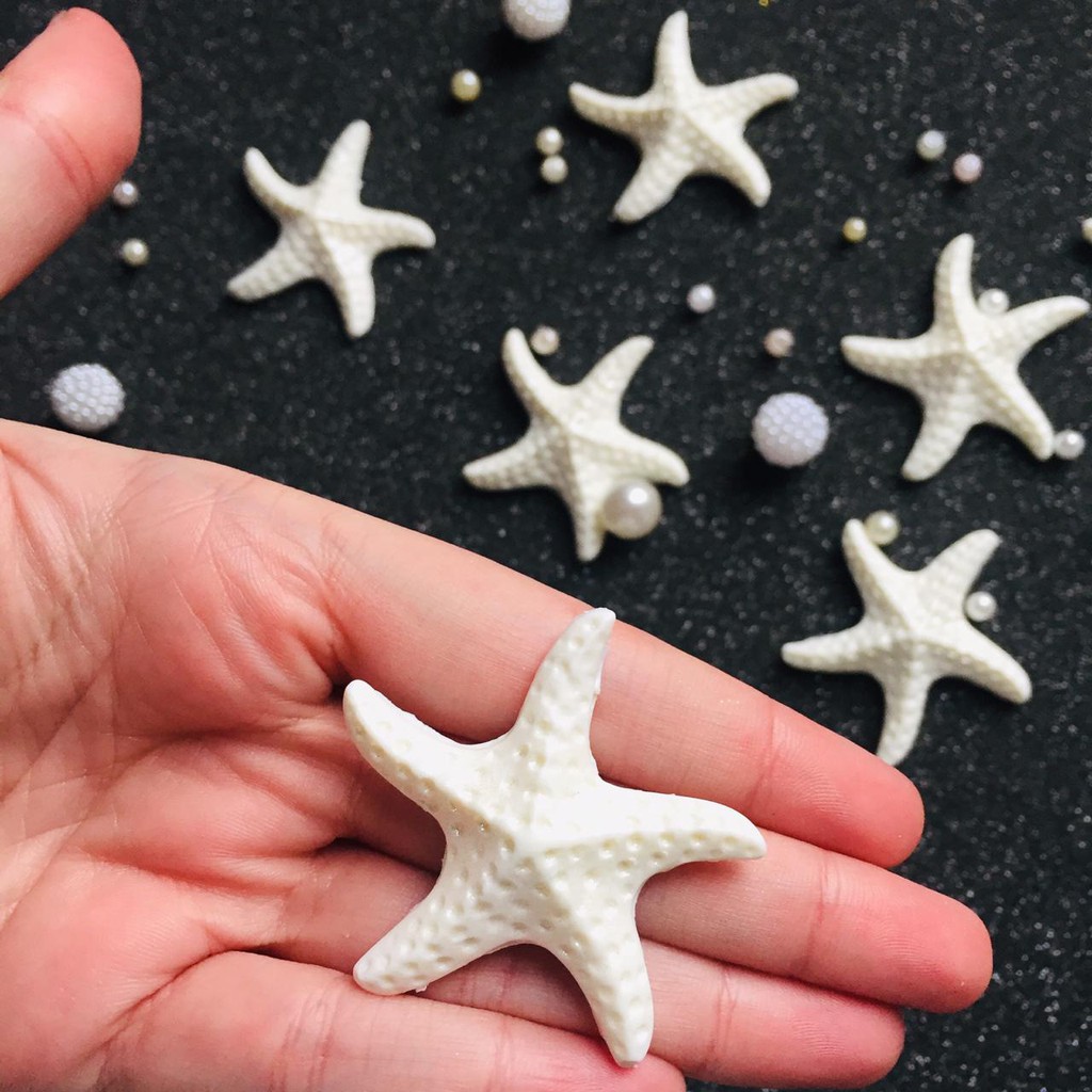 Estrela do Mar de Biscuit: Onde Comprar | BuscaProdutos