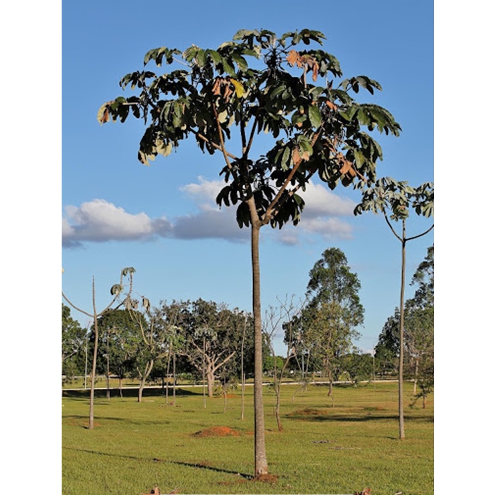 100 Sementes De Embauba Branca Cecropia Pachystachya Shopee Brasil 3642