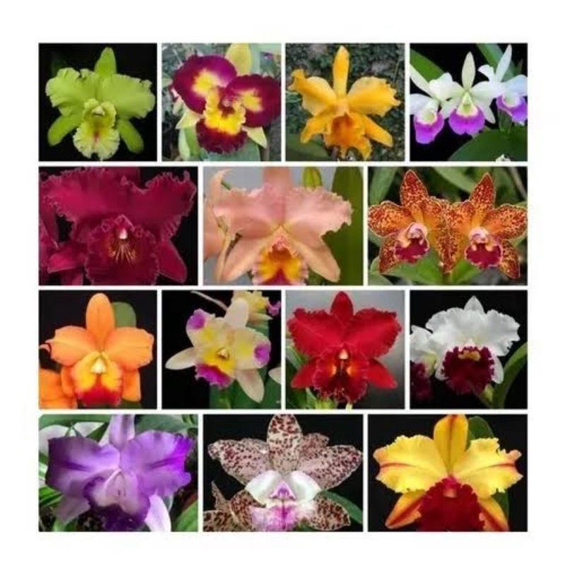 mudas de orquídeas em Promoção na Shopee Brasil 2023