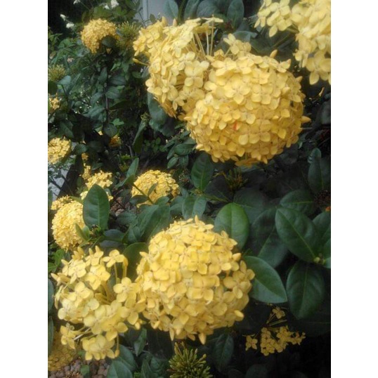 Ixora Midi Real Ou Africana Flor Amarela - De 50cm a 70cm | Shopee Brasil