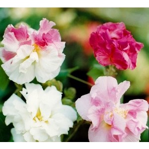 Sementes Raras De Hibiscus Mutabilis - Rosa Louca Dobrada