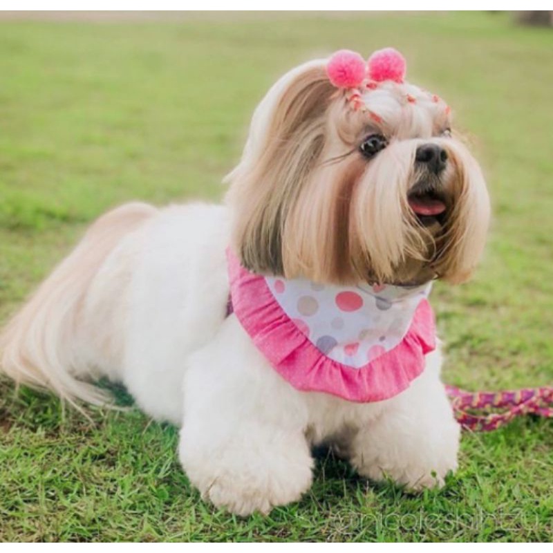 50 Laço Pompom Pet Unidades de Lacinho Pet Mix Estampados e Lisos Cães Cachorro Laços Banho e Tosa Atacado Pet Shop Gato