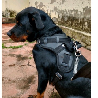 Peitoral Coleira Pitbull Pastor Alemão Rotwailler Reforçada Couro em Oferta na Shopee