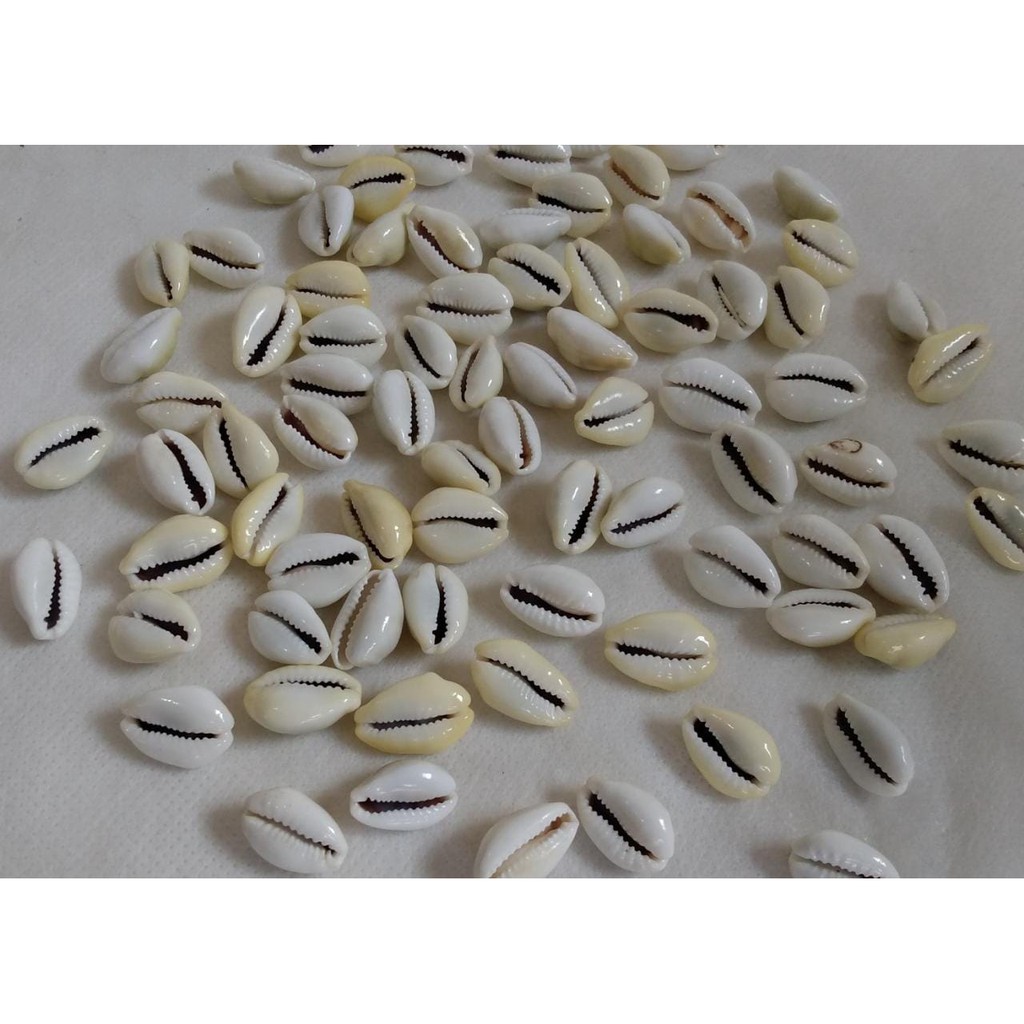 100 Búzios fechados/ Búzios Natural