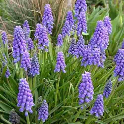 Uva Jacinto Muscari Armeniacum 10 Sementes Flor Exótica