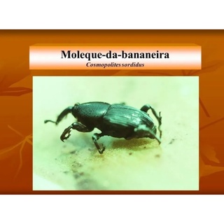 FEROMONIO DA BANANEIRA 1 UN