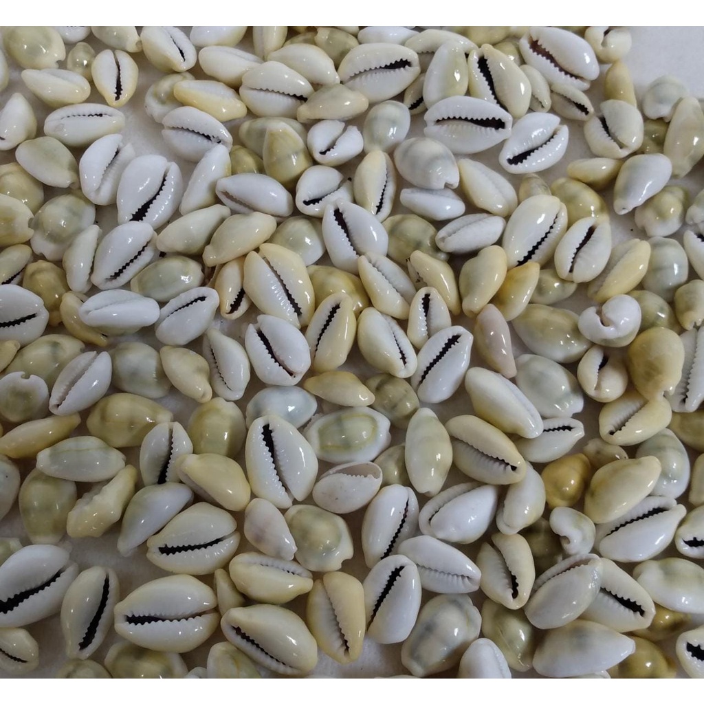 Búzios Fechados/Pacote com 10  Búzios Fechados/ Búzios Natuarais