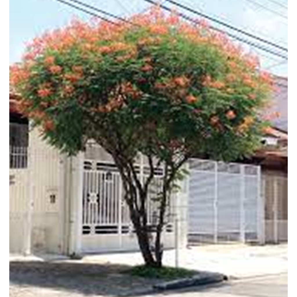 15 Sementes Flamboyant Mirim Laranja Caesalpinia Pulcherrima P Mudas Shopee Brasil 8393