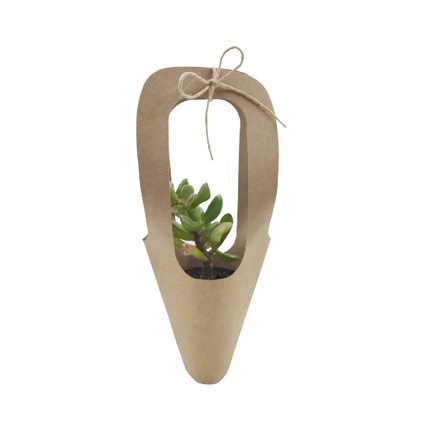 Buque Suculenta: Onde Comprar | BuscaProdutos