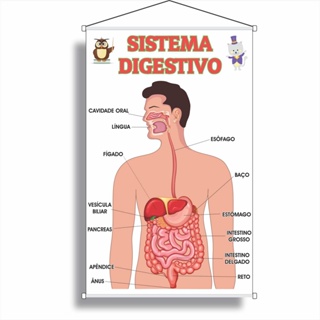 Banner Pedagógico Impresso Escolar Sistema Digestívo em Oferta na Shopee