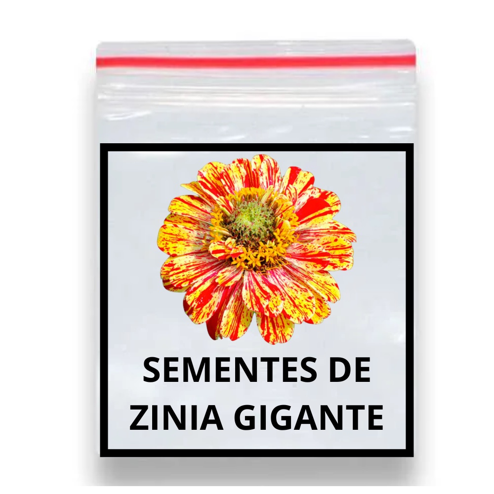60 Sementes Flor Zínia Gigante Califórnia Multicoloridas | Shopee Brasil
