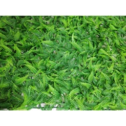 Placa de Grama Artificial Muro Inglês Jardim Vertical Decoração Samambaia