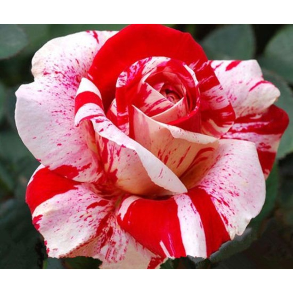 500 sementes de rosa rosa rara para jardim pra faer muda