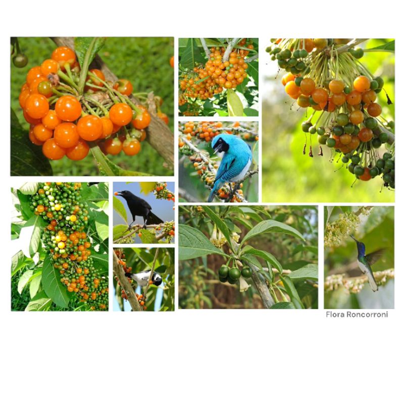 Sementes Fruta do Sabiá - Marianeira - Acnistus Arborescens
