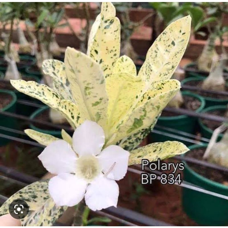 rosa do deserto Polaris rara variegata kit com 10 seeds | Shopee Brasil