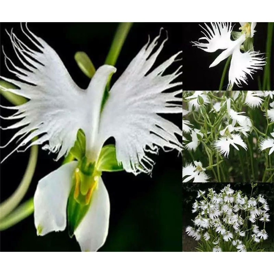 300 Sementes Raras Orquídea Pomba Branca Flores | Shopee Brasil