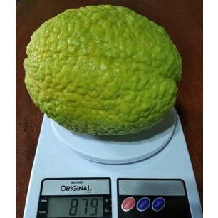 20 Sementes goiaba tailandesa gigante em Oferta na Shopee