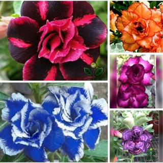 Rosa do deserto cores variadas /10 sementes em Oferta na Shopee