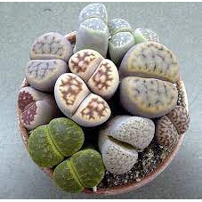 390 Sementes Pleiospilos Cacto Pedra  Lithops P/ Mudas Q1 pra fazer mudas