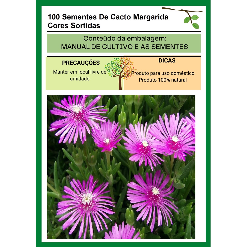 100 Sementes De Cacto Margarida Cores Sortidas