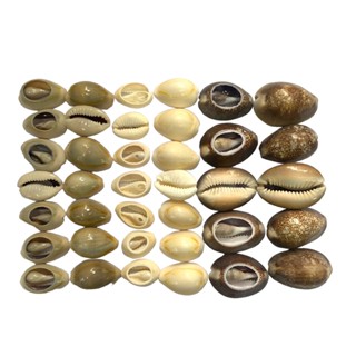Buzios naturais varejo