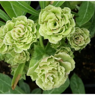 Sementes raras de rosa do deserto verde em Oferta na Shopee