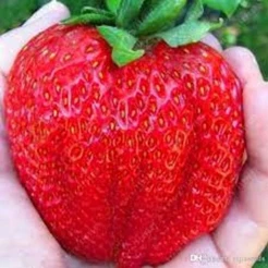sementes de morango gigante