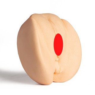 Orgão Feminino de Silicone Educativa para estudo de Anatomia